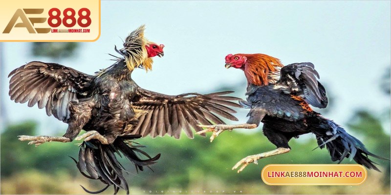 Cá cược đá gà online AE888 là hình thức đá gà trực tuyến qua mạng