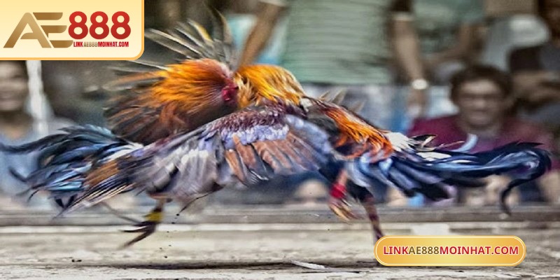 Chơi đá gà ăn tiền là hình thức được yêu thích bậc nhất tại AE888