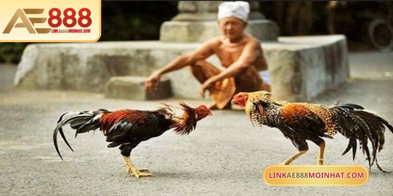 AE888 có nhiều hình thức đá gà Cam hấp dẫn đang chờ bet thủ khám phá