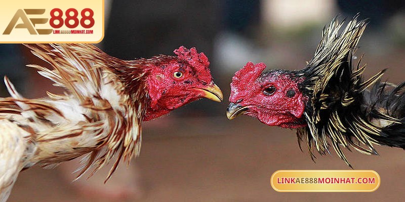 Đá gà cựa sắt trực tuyến AE888 mang đến những trận đấu gay cấn