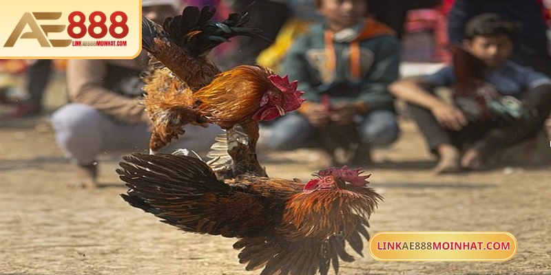 Gà chạy kiệu là cách di chuyển linh hoạt