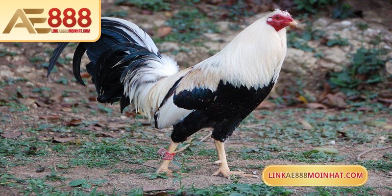 Mua gà đá trên mạng dễ dàng chọn chiến kê tiềm năng